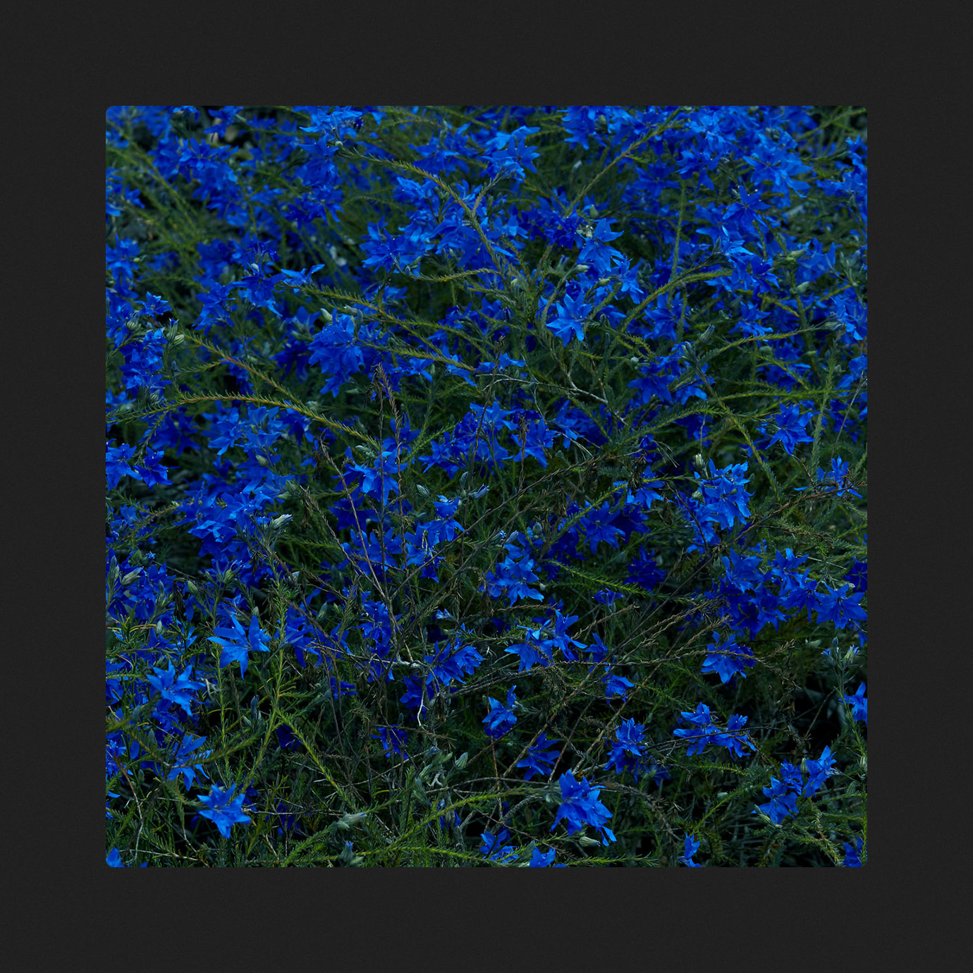 Gift Songs — Jefre Cantu-Ledesma (2025)