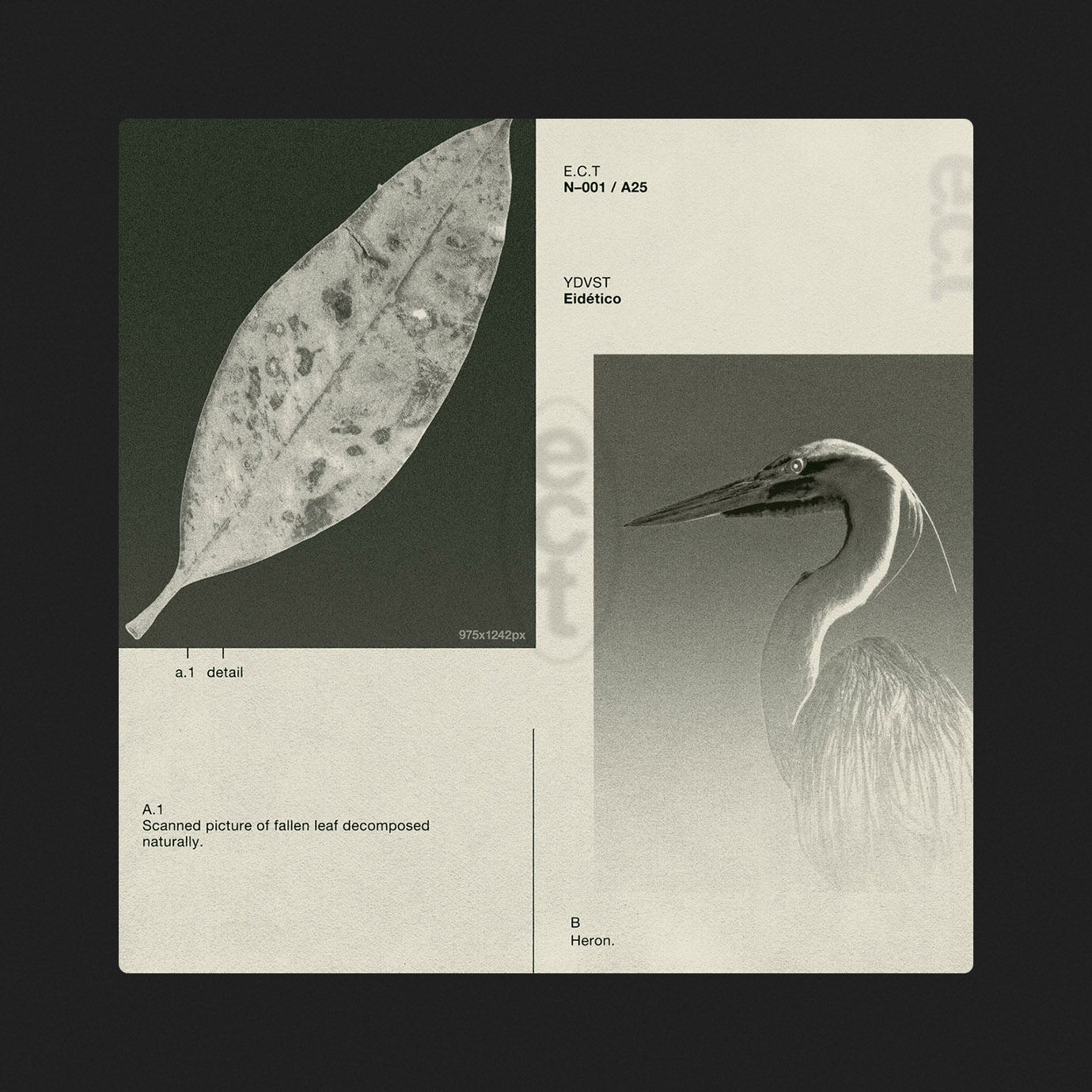 Eidético — YDVST (2025)