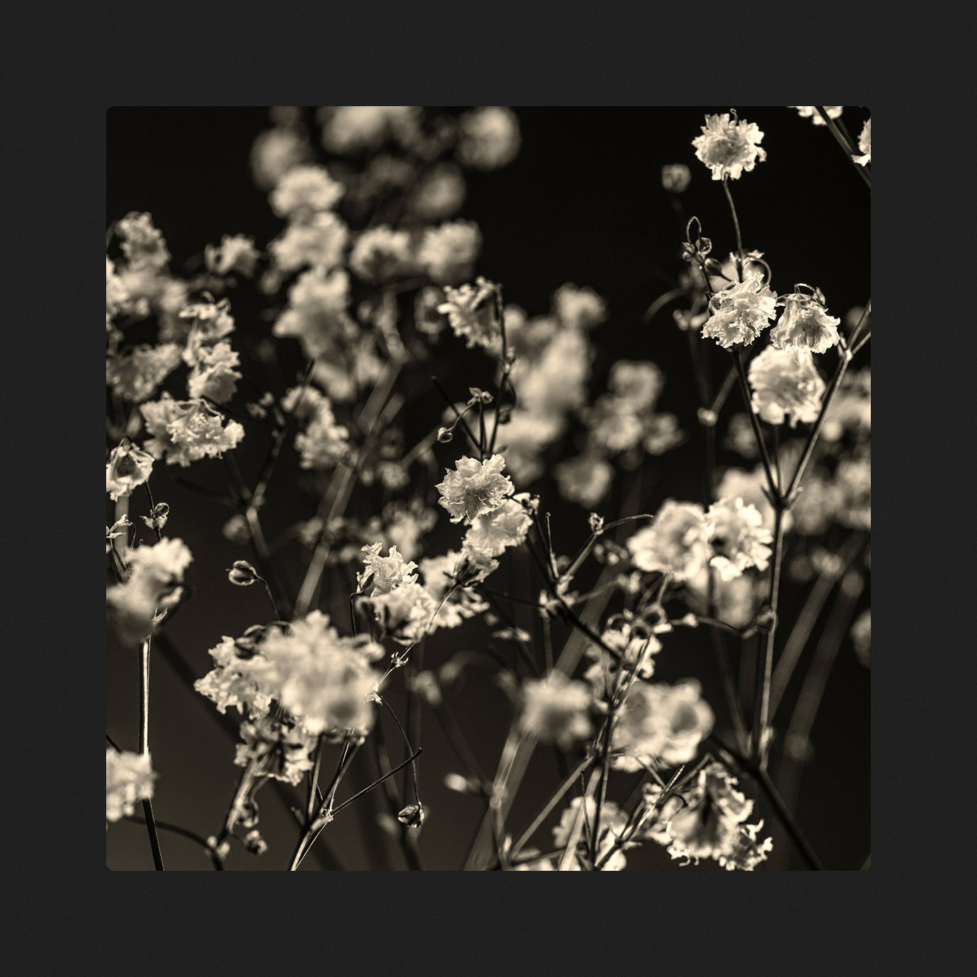 Trees and Roots — Gamardah Fungus (2025)