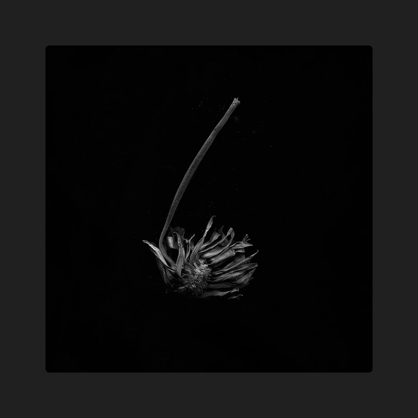 Eidolon — Agnes Haus (2026)